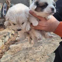 توله سگ پاکوتاه جیبی