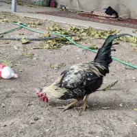 سگ خراجی و خروس|سگ|جیرفت, |دیوار