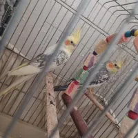 عروس هلندی|پرنده|اراک, |دیوار