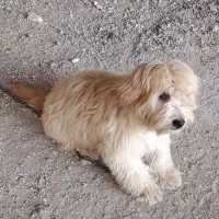 سگ شیتزو بازی گوش|سگ|مسجد سلیمان, |دیوار