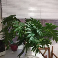 گلبرگ برگ انجیری طبیعی