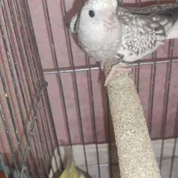 فوری توافقی عروس نروماده همراه 4جوجه