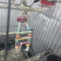 عروس هلندی ماده کفتر