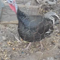 بوقلمون ماده محلی