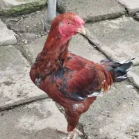 بوقلمون طبیعی و ارگانیک|حیوانات مزرعه|چهاردانگه (آذربایجان), |دیوار