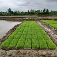 توم نشا هاشمی درجه‌ یک با جو اصلاح شده پرپشت