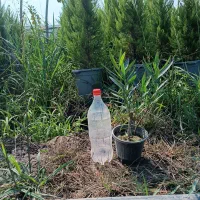 فروش گل باغچه لاوسون زرشک یاس|گل و گیاه طبیعی|خرم‌آباد (تنکابن), |دیوار