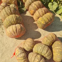 فروش کدو حلوایی انجیری تناژ نامحدود|عمدهفروشی|فراشبند, |دیوار