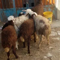 گوسفند. بره ماده نازار