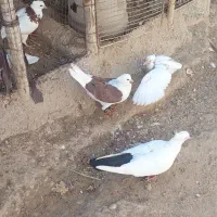 30عددکبوتر برای فروش