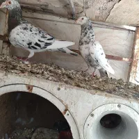 کبوتر