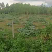 زمین (باغ)|فروش زمین و ملک کلنگی|طاهرگوراب, |دیوار