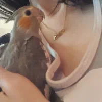 عروس هلندی سینامون