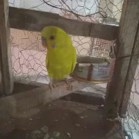 مرغ عشق سخن گوه نر1عدد|پرنده|رودشت (چهارمحال و بختیاری), |دیوار