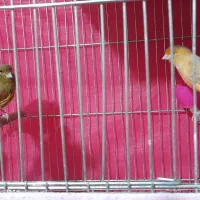 قناری ماده|پرنده|شاهینشهر, امیرکبیر|دیوار