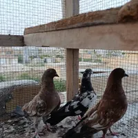 طوقی با کله ای|پرنده|بندر گناوه, |دیوار
