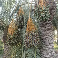 اجاره-باغ-خرما