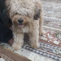 سگ پیدا شده