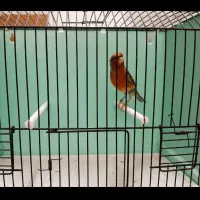 قناری نر قرص