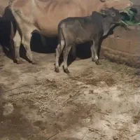گاو با گوساله چالوسی