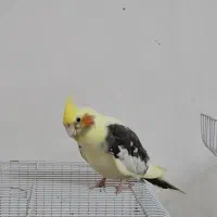 عروس هلندی دوکت|پرنده|رشت, صفاری|دیوار