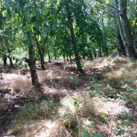 باغ ۴۰۰۰ متری در روستای ساربانک|فروش زمین و ملک کلنگی|قزوین, |دیوار