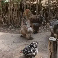 مرغ و خروس زینتی ( برهما + کوشین)|حیوانات مزرعه|اصفهان, خواجو|دیوار