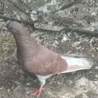 کبوتر نر قرمز|پرنده|علیآباد کتول, |دیوار