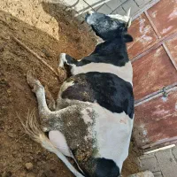 گاو آبستن چاق و گوساله