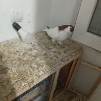 کفتر چادری چپ|پرنده|ری, علایین|دیوار