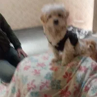 دو تا سگ پاکوتاه شیتزو هشت ماهه