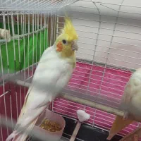 عروس هلندی نر بالغ سخنگو