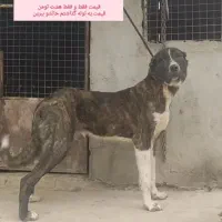 سگ درشت خراسانی 11ماهه