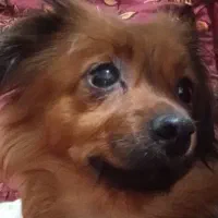 سگ پیدا شده