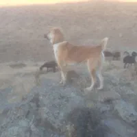 سگ گله نژاد دار