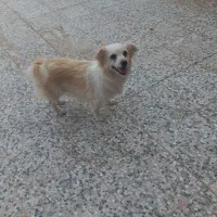 سگ پا کوتاه|سگ|رفسنجان, |دیوار