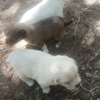 سگ پاکوتاه|سگ|نهاوند, |دیوار