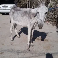 خر نر  جوان گوسفندی و گاو گ و س ا ل ه