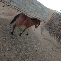 مادیون وقاطر|اسب و تجهیزات اسبسواری|لردگان, |دیوار