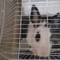 فروش|موش و خرگوش|کرج, خرمدشت|دیوار