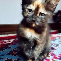 واگذاری بچه گربه های شیطون بلا نژاد میکس