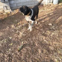 سگ سرابی|سگ|قائم‌شهر, |دیوار