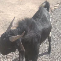 فروشی بزوپاچن|حیوانات مزرعه|خاش, |دیوار