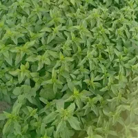 سبزی ریحان تره باغچه آیی