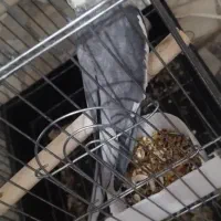 پرنده زینتی|پرنده|بندر دیر, |دیوار