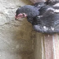 بچه مرغ لاری