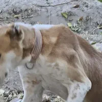 سگ آلابای|سگ|پاریز, |دیوار