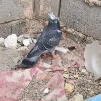 کفتر