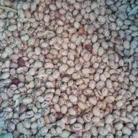 لوبیا چیتی بوجاری شده