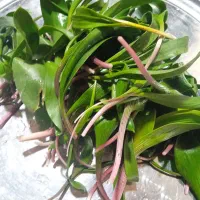 پسل برای فروش داریم